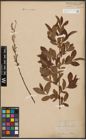 Foto von Salix aurita L. x Salix purpurea L.